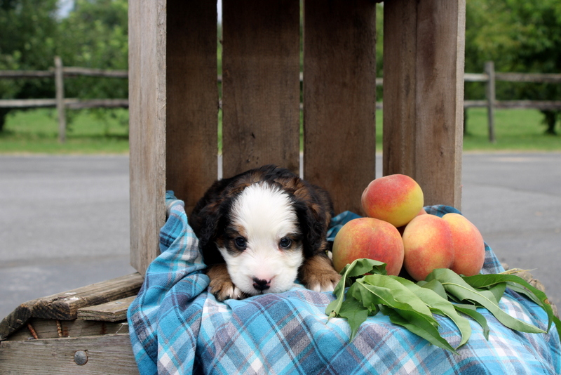 puppy, for, sale, Mini Bernedoodle F2, Matthew B. Stoltzfus, dog, breeder, Gap, PA, dog-breeder, puppy-for-sale, forsale, nearby, find, puppyfind, locator, puppylocator, aca